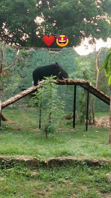 black bear🐻🐻 Nandankanan Zoological Park#indian #black bear #reels смотреть онлайн