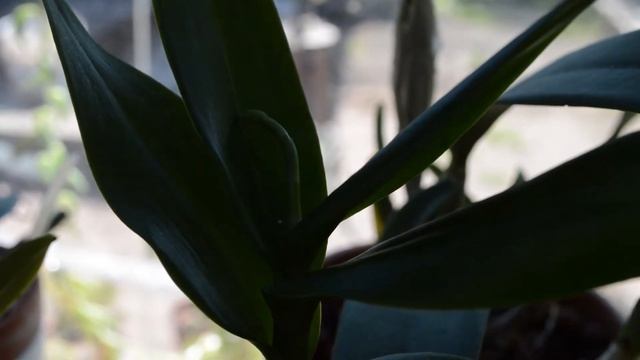 Orchids in the Greenhouse Update - June 2017 смотреть онлайн