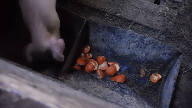 Марийка любит мандарины. смотреть онлайн