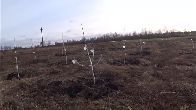 Зимовка яблонего сада смотреть онлайн