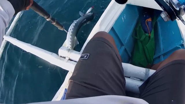 Trolling the Fake Rapala to Catch a Big Barracuda смотреть онлайн