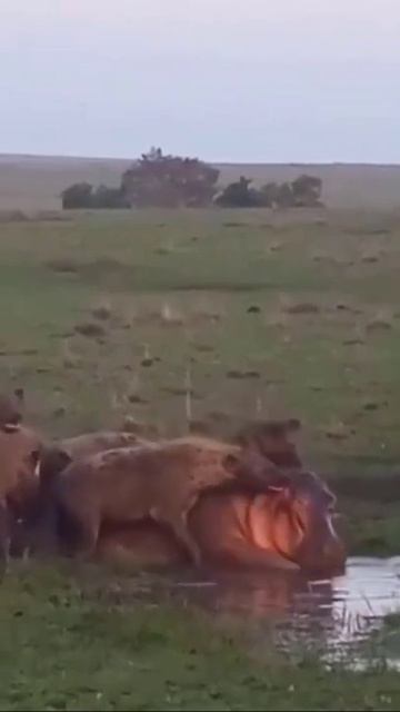 antelope and hippo #shorts смотреть онлайн