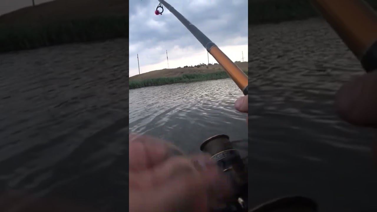 Что-то интересное попалось #карась #fishing #рыбалка #shorts смотреть онлайн
