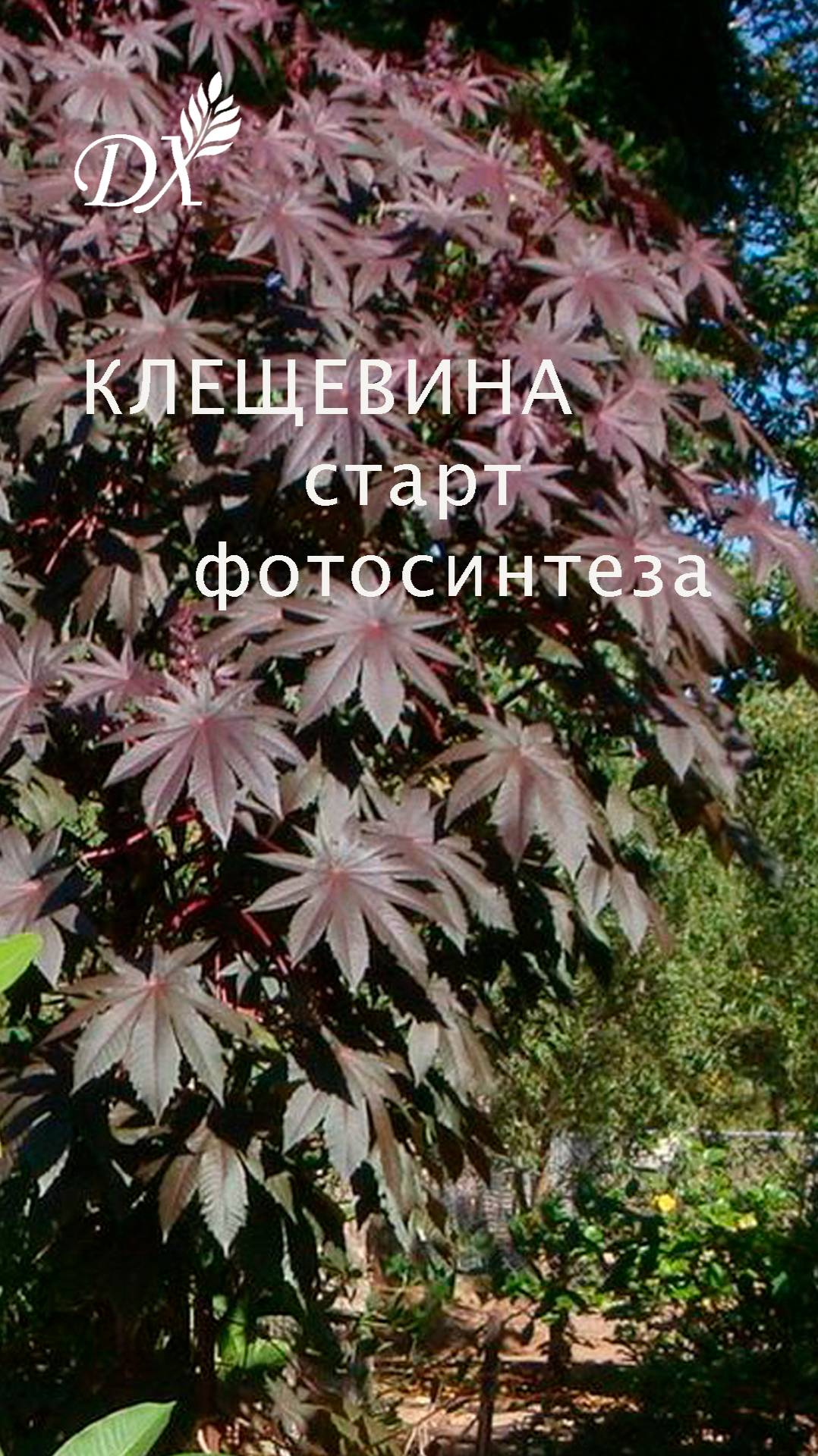 КЛЕЩЕВИНА: СТАРТ ФОТОСИНТЕЗА