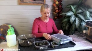 Когда и как сеять бархатцы на рассаду