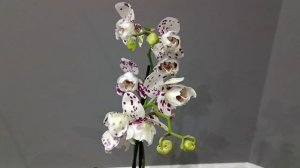 Нашла РЕДКИЕ ОРХИДЕИ в Лемана ПРО 🤩🤩🤩 Мои ПОДАРКИ на 8 Марта ❤️❤️❤️