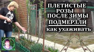 Плетистые розы после зимы  Подмерзли почки и стебли  что делать  Будут ли цвести розы