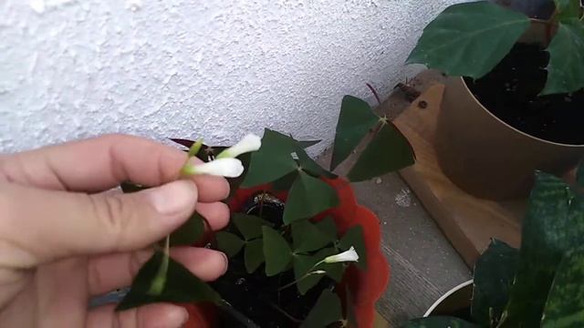 Обзор комнатных растений на балконе. 7 Апреля 2022 г. +16 смотреть онлайн