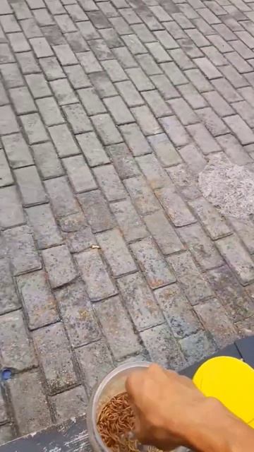 burung Greja #kicaumaniaindonesia #kicaumanianusantara #kicaumania #burung#shortvideo#short смотреть онлайн