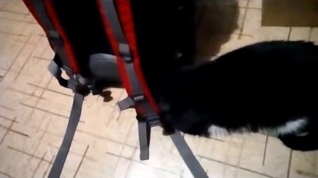 Вернулся из похода любимый котяра смотреть онлайн