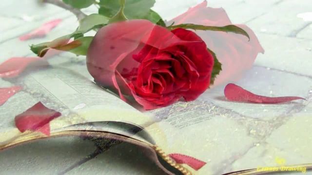 Bee Gees - Words With Marina Drozhdina (cover Kaka & Waka).wmv