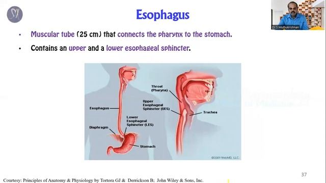 Digestive system of human body / Digestive System Anatomy and Physiology / digestive system note SM смотреть онлайн