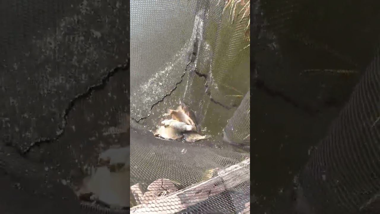 А сколько рыб поймали вы на последней рыбалке? #рыбалка #fishing #shorts смотреть онлайн