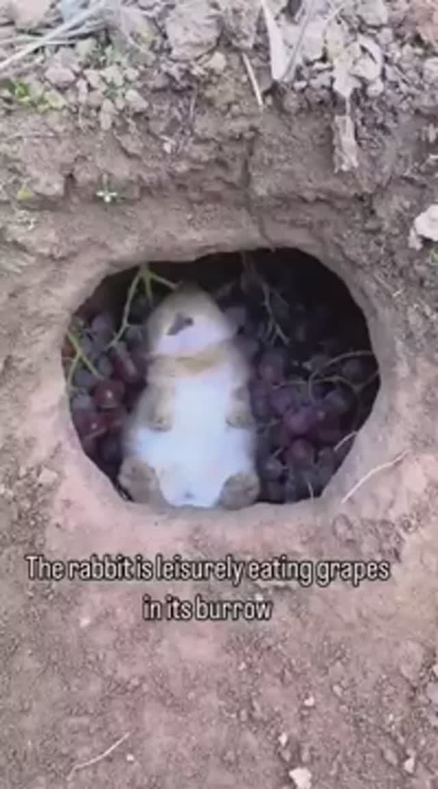 Счастливая крольчатина смотреть онлайн