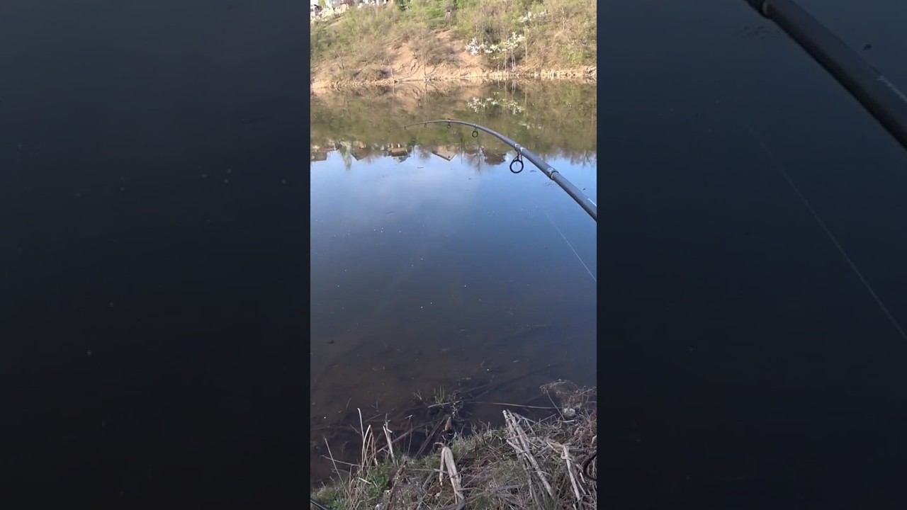 Щука на живца #рыбалка #fishing #щука #shorts смотреть онлайн