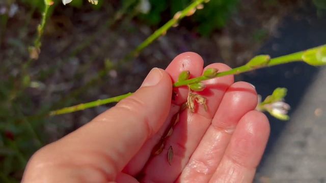 How to Harvest and Save Guara Seeds | Seed Saving Guide смотреть онлайн