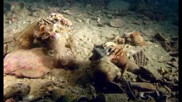 Tegnue - Pagurus anachoretus смотреть онлайн