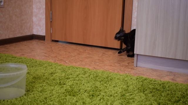 Котёнок играет. Бешеная кошка. Alisa Cat смотреть онлайн