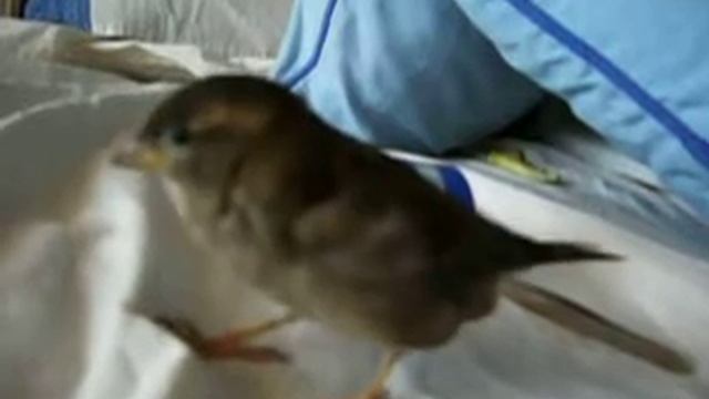 el gorrion voyeur смотреть онлайн