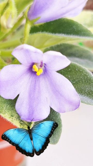 Весеннее настроение на балконе смотреть онлайн