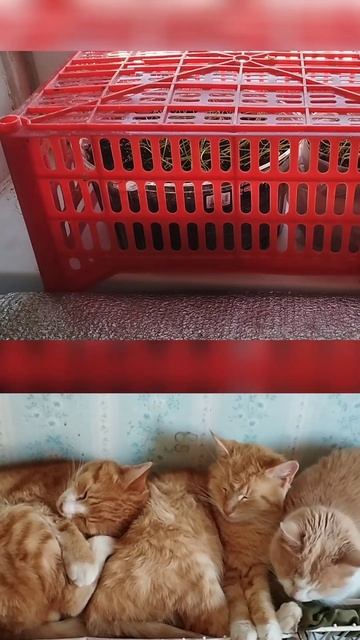 Как же спасти рассаду в доме от котиков? смотреть онлайн