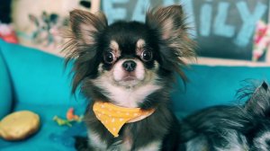 ПОКЕМОН НАПАЛ НА ПОДАРКИ! 😱 РАСПАКОВКА ОБЕРНУЛАСЬ ХАОСОМ