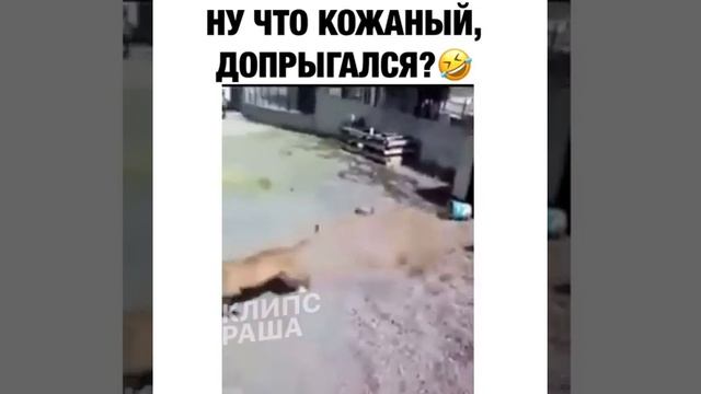 Мгновенная карма. Почему не стоит дразнить собаку на цепи.глупый человек))) смотреть онлайн
