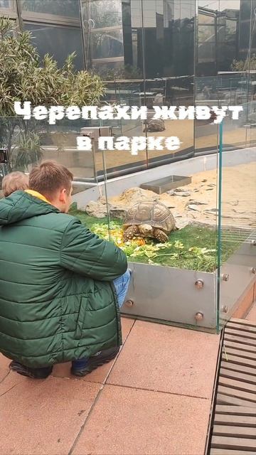 Черепахи перезимовали в парке. смотреть онлайн