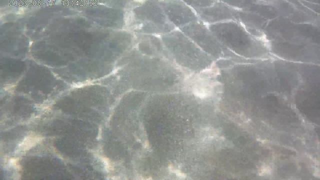 Precioso Pez Fredi (pez verde, Fredi o Thalassoma pavo) en Playa de San José, Cabo de Gata. Almería смотреть онлайн