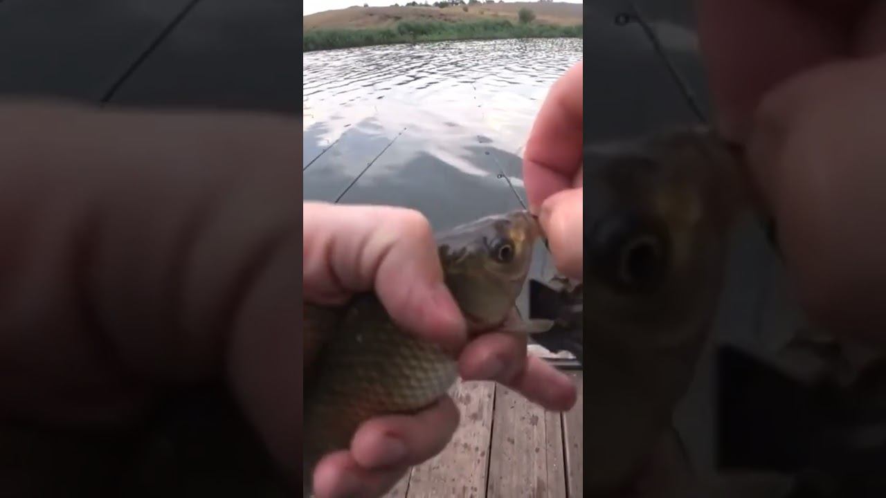 А у вас такое было? #карась #fishing #рыбалка #shorts смотреть онлайн