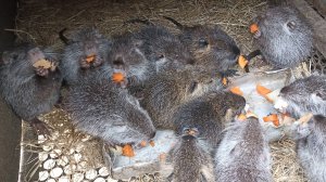 Утреннее и вечернее кормление НУТРИЙ. 21.03.25