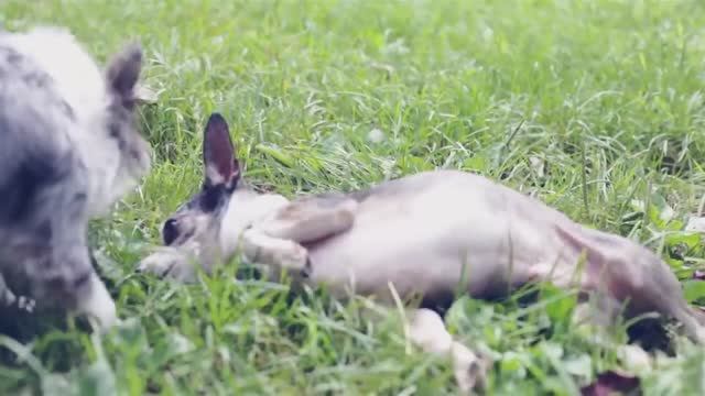 Йорк или чихуахуа: какая порода подойдет вам? ⚖️🐾 смотреть онлайн