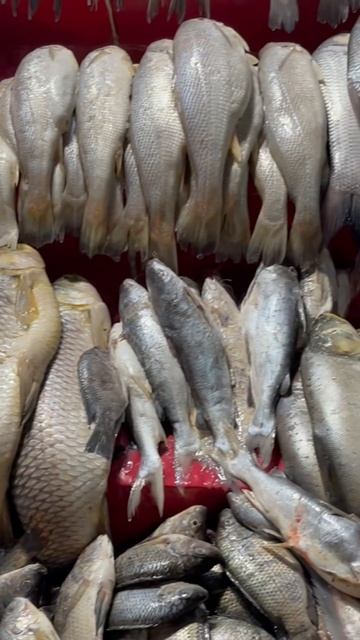 Fish oil is a best source of fatty Acids it’s too much healthy diet#kindoffish#salmon#raoofish смотреть онлайн