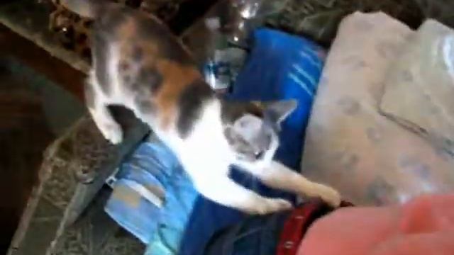 Кошка живчик.avi смотреть онлайн