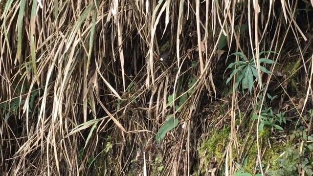 オオベニモンアゲハAtrophaneura polyeuctes 翠峰　2018/08/17 Cui Feng, Butterfly of Taiwan смотреть онлайн