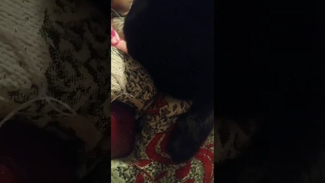 Отвечаем на ваши комментарии!🦁🦁 смотреть онлайн