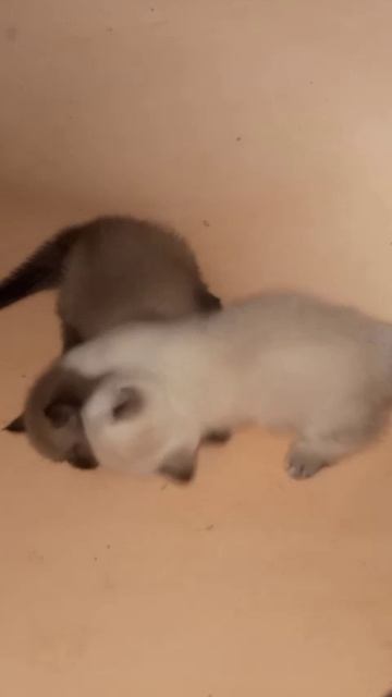 КОРОТКОЛАПЫЕ КОТЯТА ДЕРУТСЯ смотреть онлайн