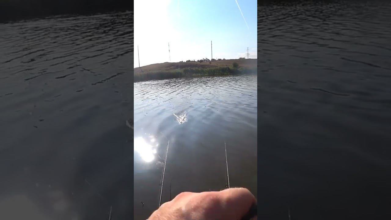 Попался карась #рыбалка #fishing #донки #shorts смотреть онлайн