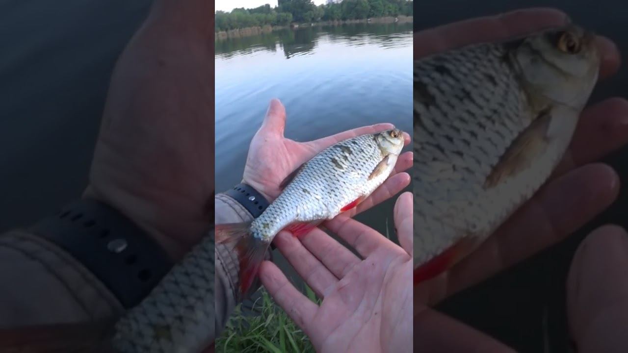 Вот это краснопёрка! #fishing #рыбалка #красноперка #shorts смотреть онлайн