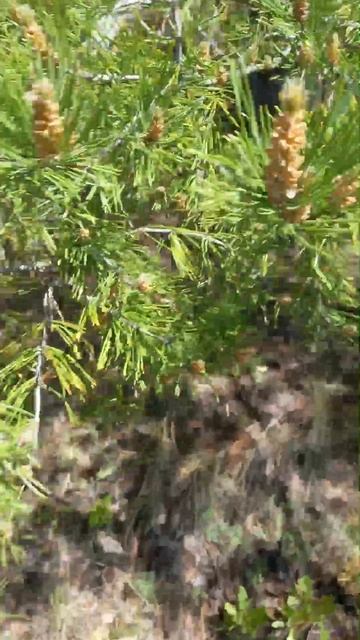 сосна цветет смотреть онлайн