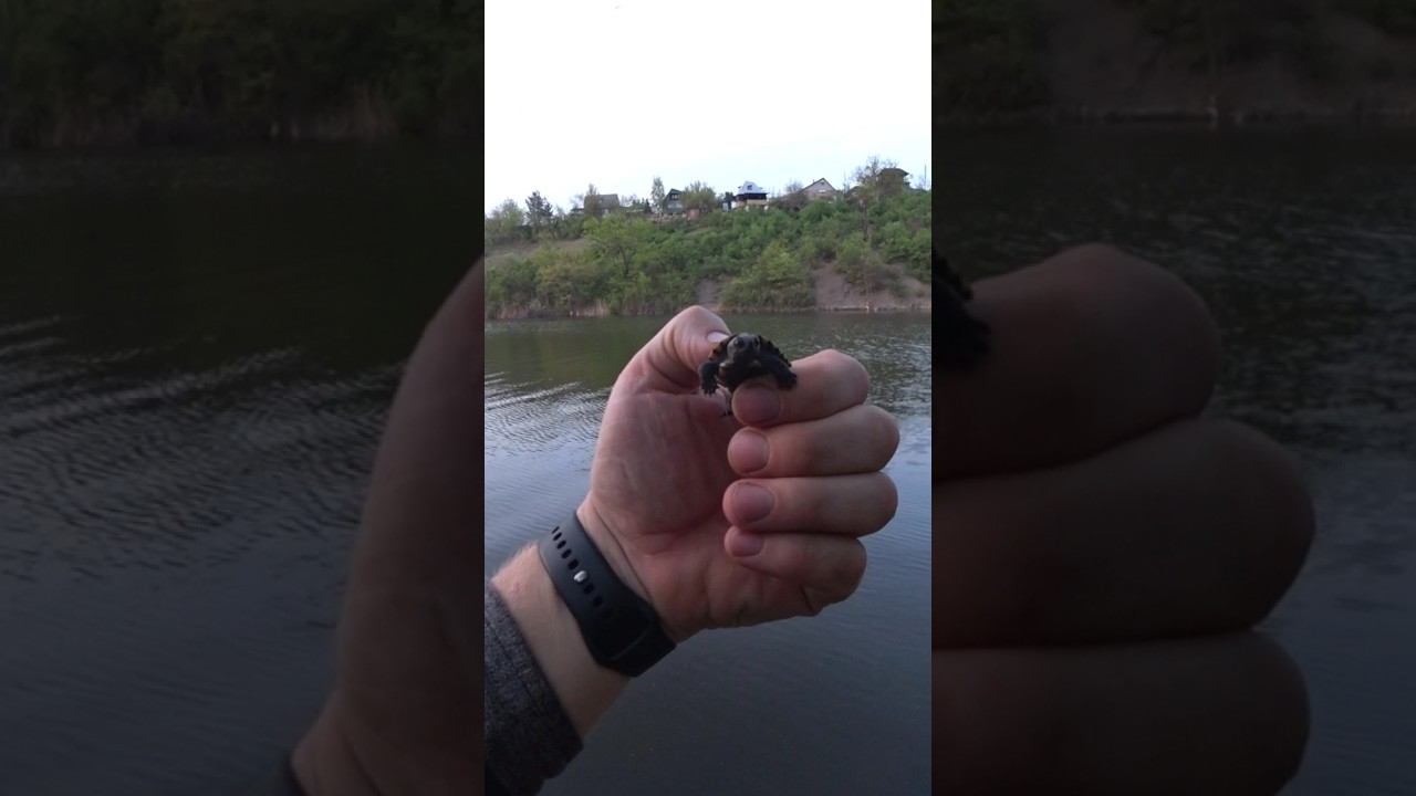 Необычный улов #рыбалка #fishing #shorts смотреть онлайн
