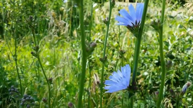 ЧУДЕСНЫЕ ЦВЕТЫ смотреть онлайн