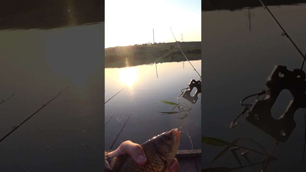 Макушатник в деле #рыбалка #fishing #карась #макушатник #shorts смотреть онлайн