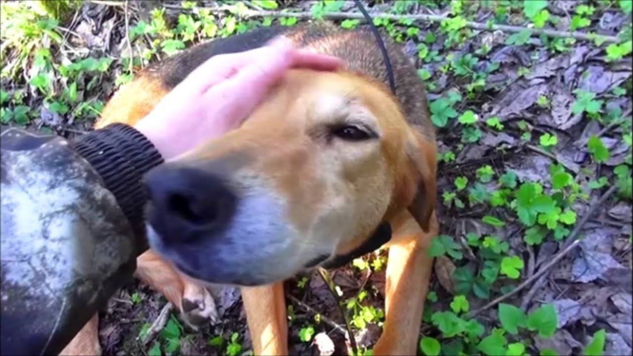 РУССКИЕ ГОНЧИЕ. ч.Говоруша и Аргон 11мес. вл. Шатров В.А.#охотасгончей#собака #топ#hunting смотреть онлайн