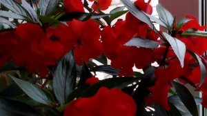 Размножение бальзамина черенками