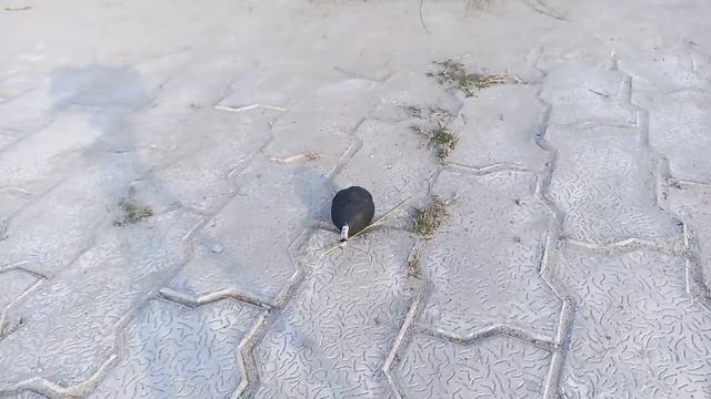 Sutli bomb me cement layer and m seal experiment अब क्या होगा 🔥Real experiment смотреть онлайн