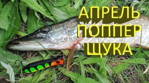🔥 Щука на ПОППЕР в АПРЕЛЕ? Это реально! Злые поклевки щуки на воблер Sert Killer Pop 80 🔥