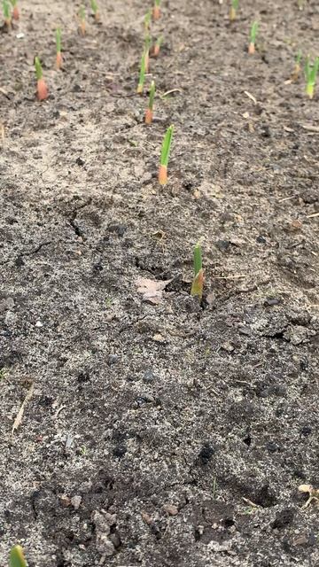 дружные всходы чеснока#shorts смотреть онлайн