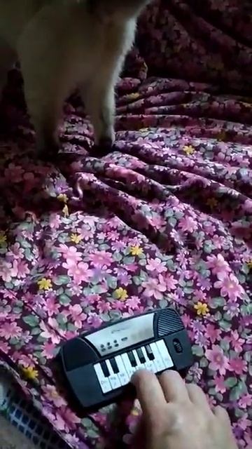 Это моя игрушка 20210130 смотреть онлайн