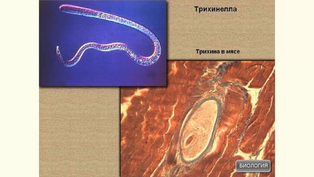 Разнообразие паразитических круглых червей смотреть онлайн